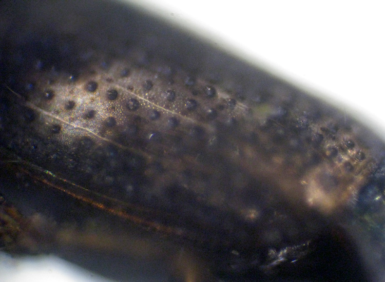 coleotteri acquatici: cfr. Helophorus sp. (Helophoridae) [insieme a grosso Eterottero]